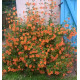 MIMULUS AURANTIACUS