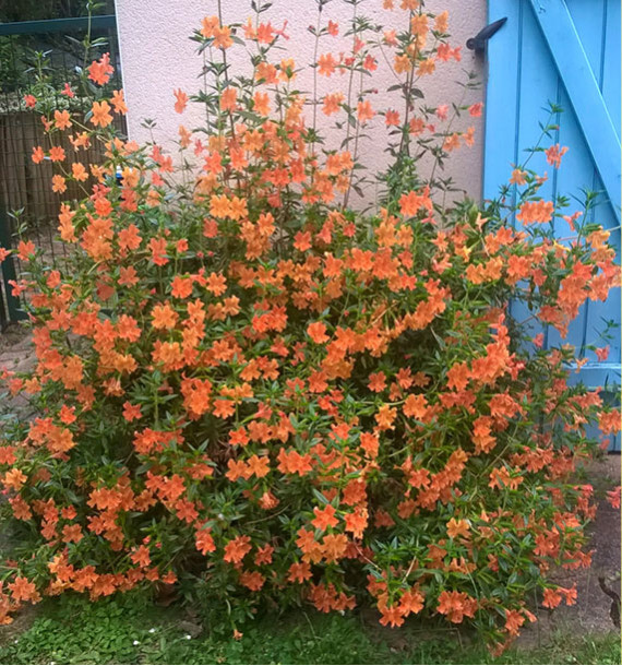 MIMULUS AURANTIACUS