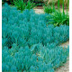 SENECIO DOIGT BLEU