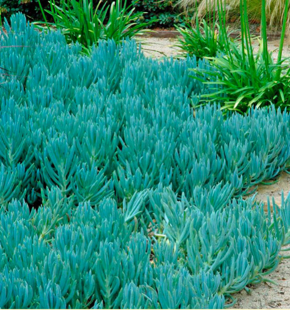 SENECIO DOIGT BLEU