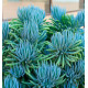 SENECIO DOIGT BLEU