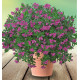 POLYGALA MYRTIFOLIA