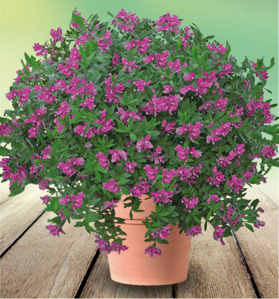 POLYGALA MYRTIFOLIA
