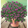 POLYGALA MYRTIFOLIA