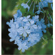 PLUMBAGO DU CAP BLEU