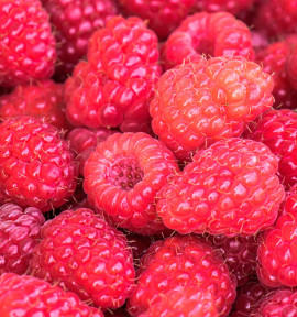 FRAMBOISIER AUTUMN BLISS