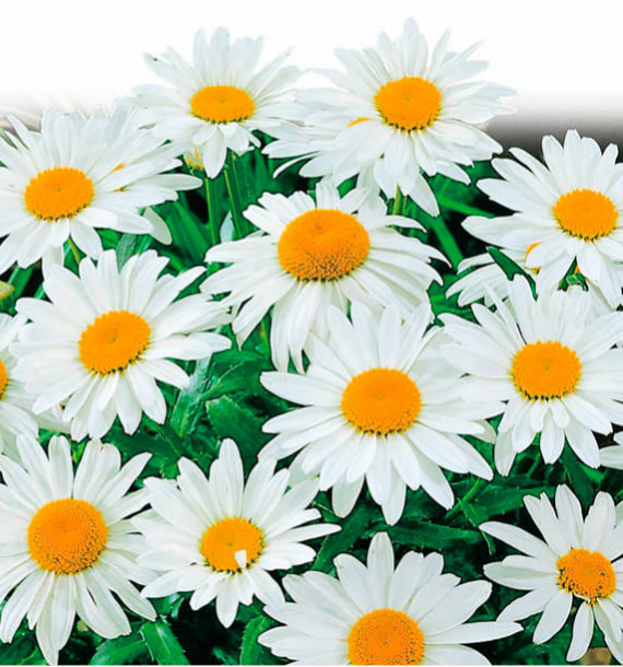 MARGUERITE ALASKA
