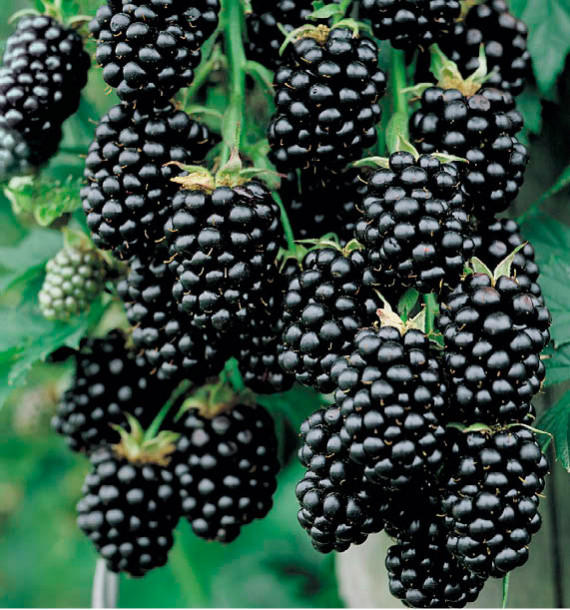 MÛRIER SANS ÉPINES THORNFREE