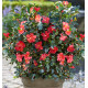 CAMELIA 1001 SUMMER NIGHTS