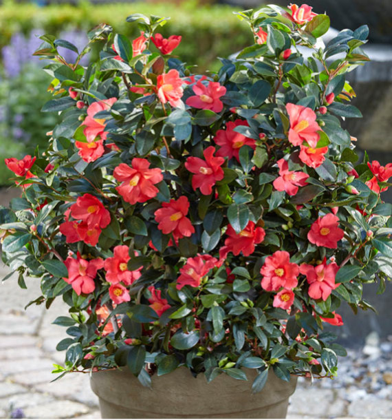 CAMELIA 1001 SUMMER NIGHTS