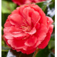 CAMELIA 1001 SUMMER NIGHTS