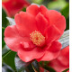 CAMELIA 1001 SUMMER NIGHTS