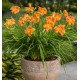 HEMEROCALLE EVERYDAYLILY BRONZE