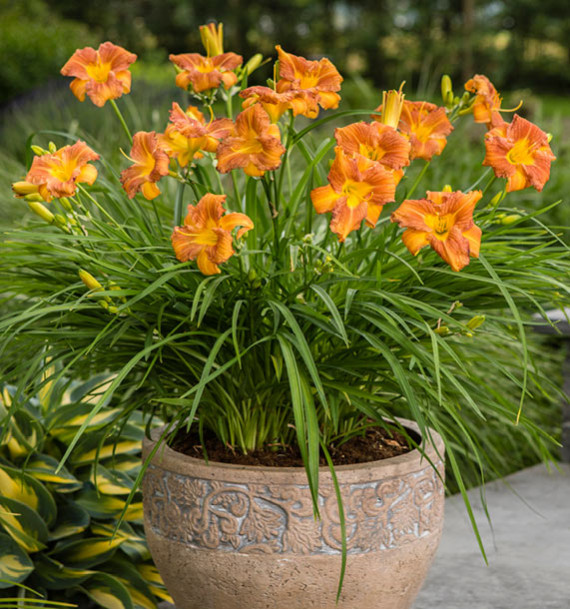 HEMEROCALLE EVERYDAYLILY BRONZE