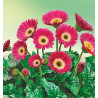 GERBERA GARVINEA® SWEET SPICE