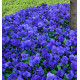 PENSÉE PANOLA TRUE BLUE