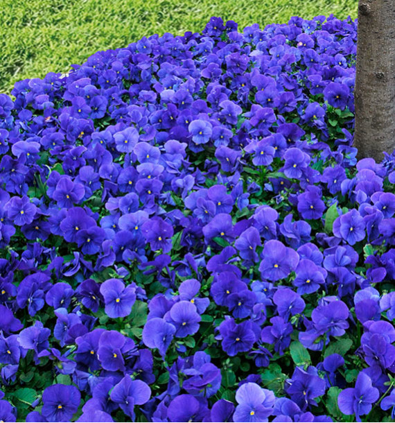 PENSÉE PANOLA TRUE BLUE
