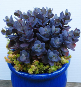 SEDUM SUNSPARKLER® BLUE PEARL
