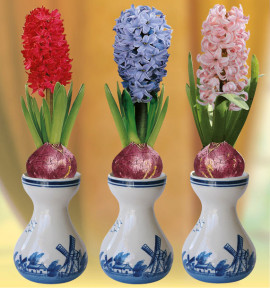 COLIBRIANT 3 JACINTHES ET 3 VASES