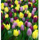 TULIPES PRINCE EN MELANGE COORDONNE