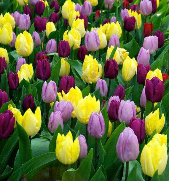 TULIPES PRINCE EN MELANGE COORDONNE