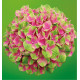 HORTENSIA MAGICAL AMETHYST®