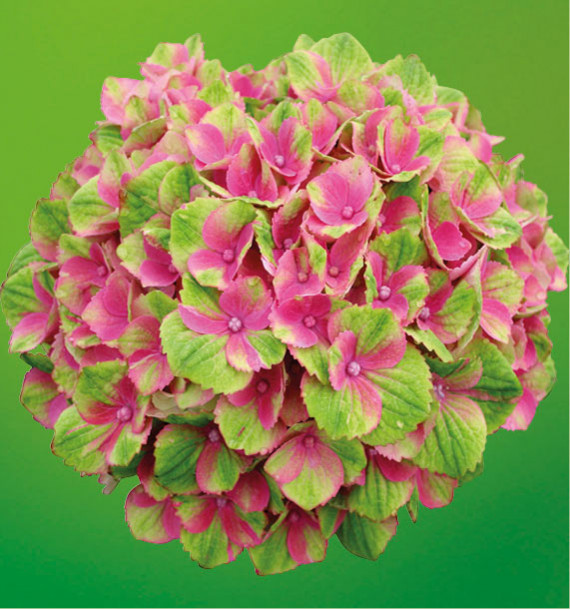 HORTENSIA MAGICAL AMETHYST®