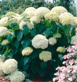 HORTENSIA ANNABELLE