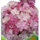 HORTENSIA YOU AND ME ROMANCE®