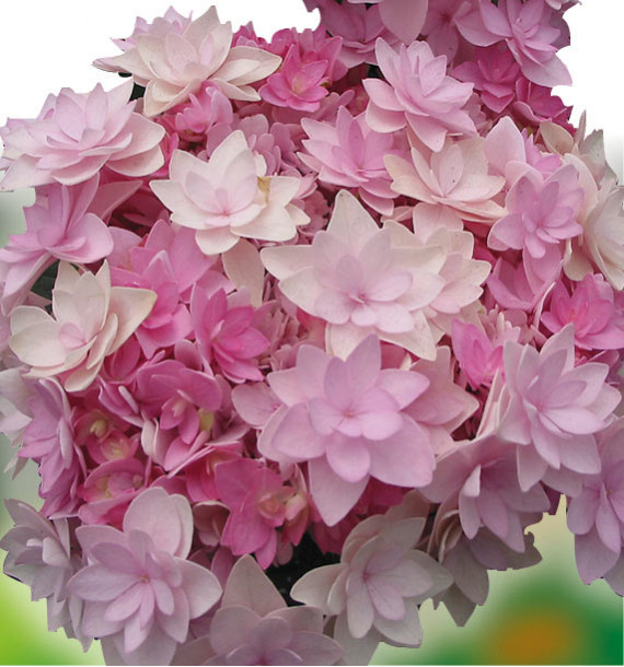 HORTENSIA YOU AND ME ROMANCE®