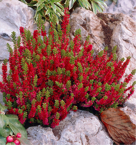 BRUYERE D'T DARK BEAUTY, plante en ligne
