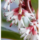 SARCOCOCCA WINTER GEM ‘Pmoore03’