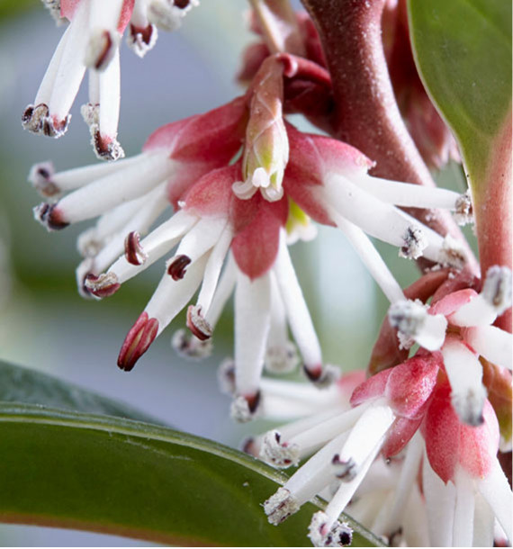 SARCOCOCCA WINTER GEM ‘Pmoore03’