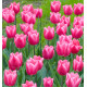 TULIPE HOLLAND BEAUTY