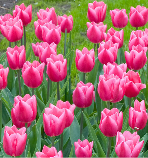 TULIPE HOLLAND BEAUTY