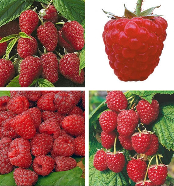 COLIBRIANT 10 FRAMBOISIERS : 2 MARASTAR + 2 SUMO + 4 HERITAGE + 2 POLKA