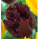 TULIPE PURPLE CRYSTAL