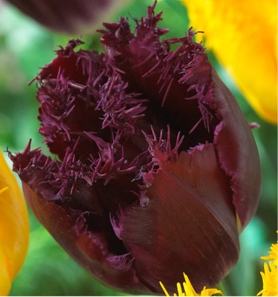 TULIPE PURPLE CRYSTAL