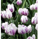 TULIPE TRIOMPHE FLAMING FLAG