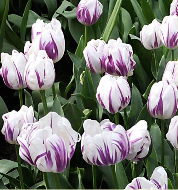 TULIPE TRIOMPHE FLAMING FLAG