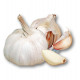AIL BLANC THERADOR