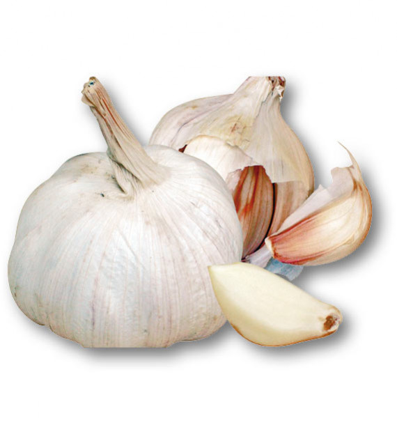 AIL BLANC THERADOR