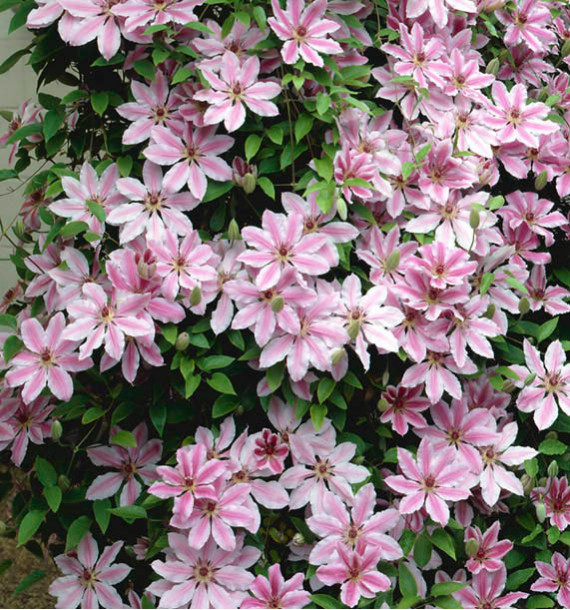 CLEMATITE NELLY MOSER