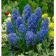 MUSCARI ARMENIACUM BLUE SPIKE