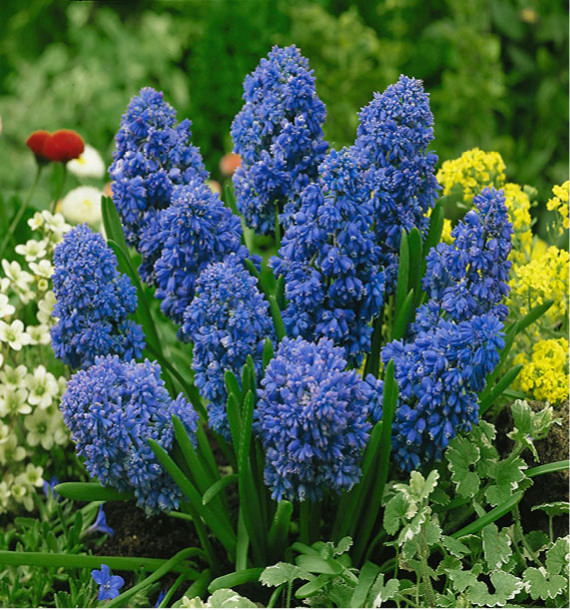 MUSCARI ARMENIACUM BLUE SPIKE