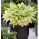 HOSTA WHITE FEATHER