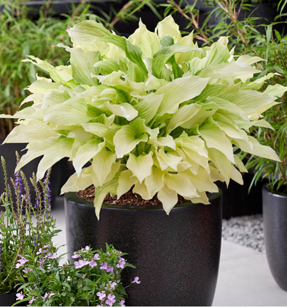 HOSTA WHITE FEATHER