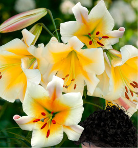 LIS ORIENPET MISS PECULIAR