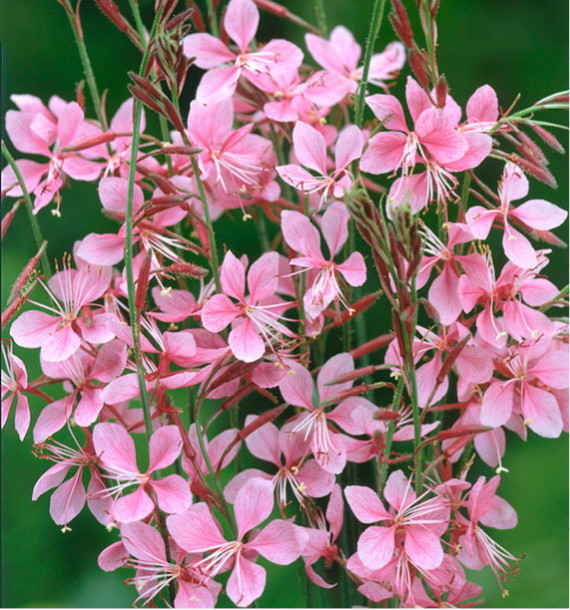 Gaura 'Siskiyou Pink' – Vivace En Pot 3-4 Litres, Floraison Rose De Mai à Octobre