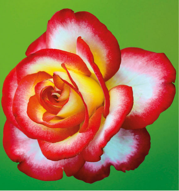 ROSIER BUISSON LÉO FERRÉ® Adabiterse